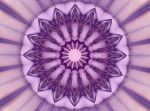 mandviol4